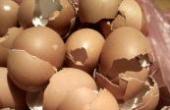 鸡蛋壳养花，好多人做错，这才是正确方法，养啥花都旺(8.3分生活片)