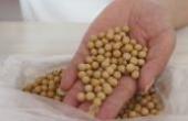 黄豆怎么变成“万能肥”？教你处理方法，养花比淘米水好用(8.3分生活片)